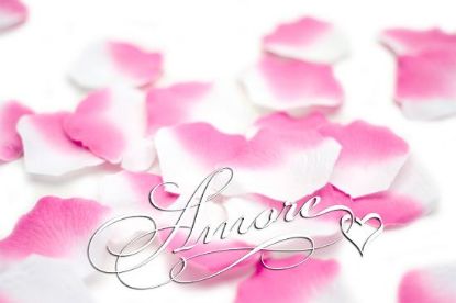 Picture of Flamingo (White and Fuchsia) Silk Rose Petals